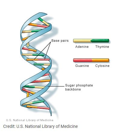 cấu trúc của ADN