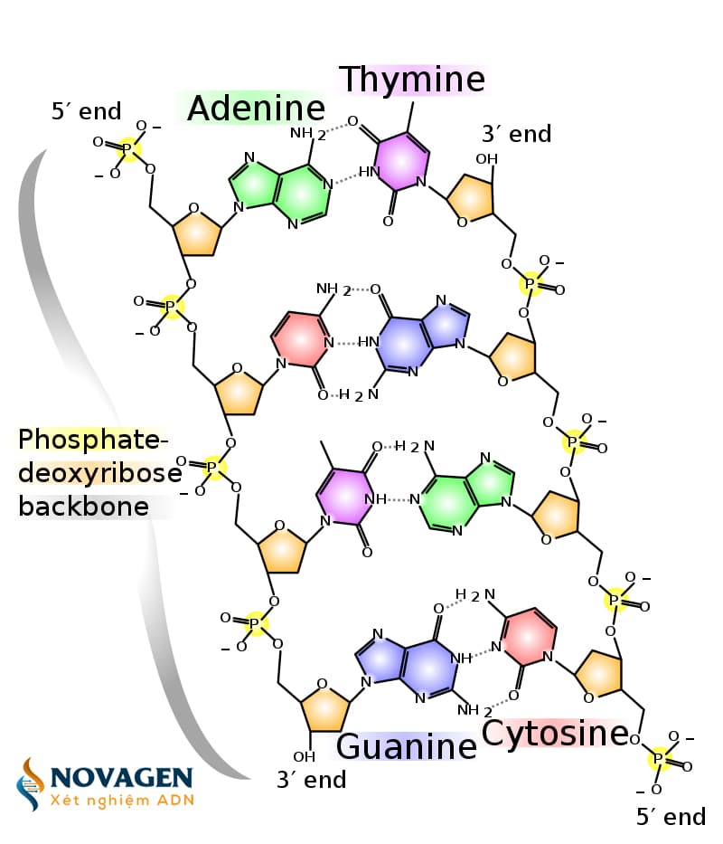 cấu trúc hóa học của ADN