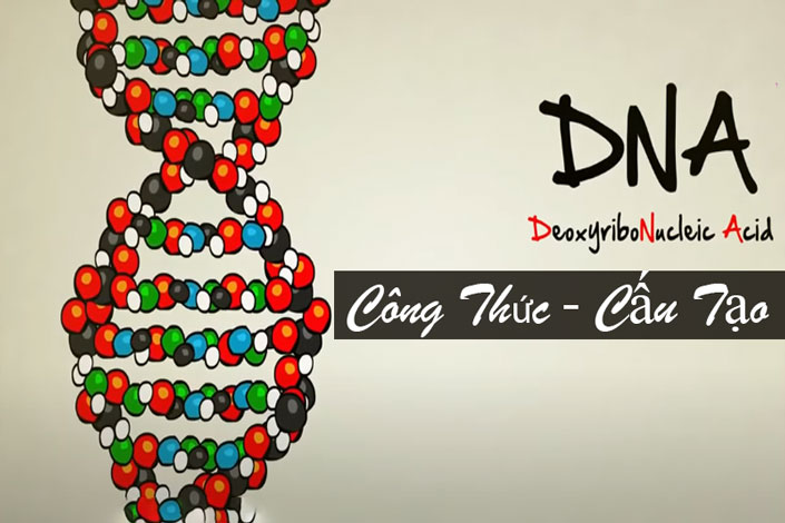 Công thức ADN - Cấu tạo hóa học của ADN - Xét nghiệm ADN