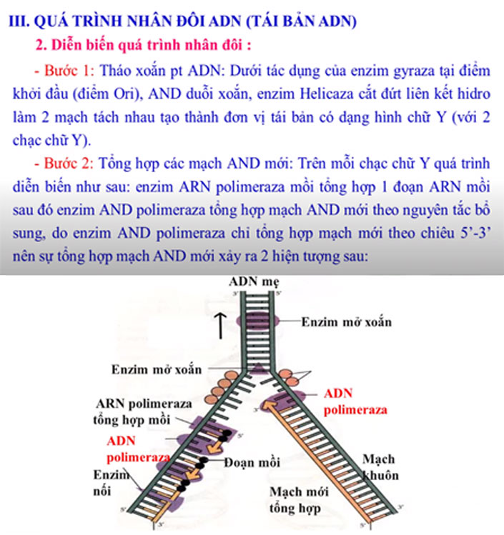bản chất của mã di truyền là gì