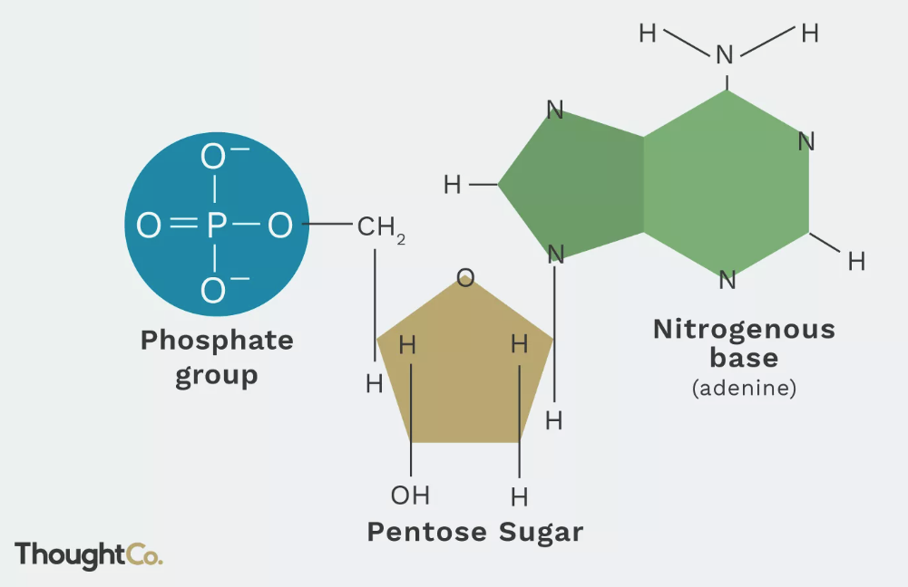 Nucleotide là gì? NOVAGEN