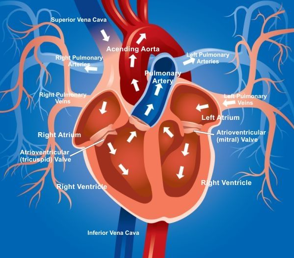 Tổng quan về dòng máu chảy qua tim - NOVAGEN