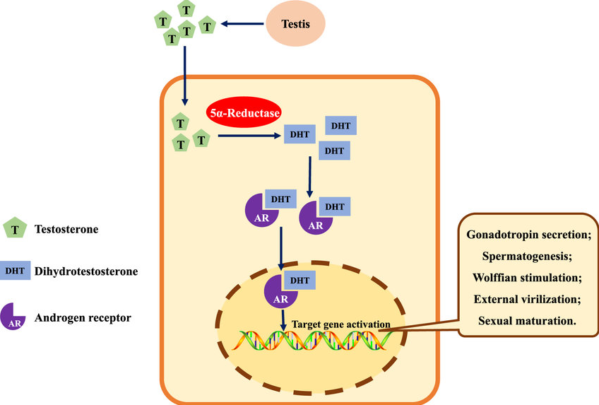 thiếu men 5-Alpha Reductase
